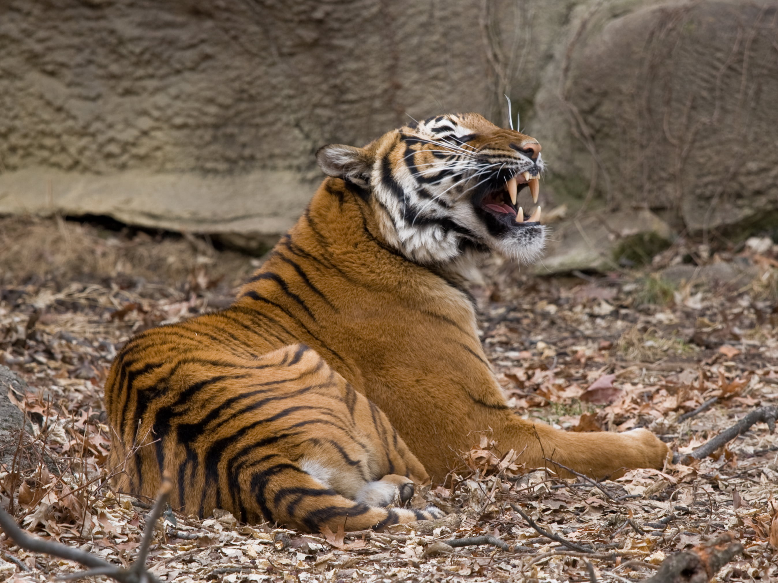 Malayan tiger - Panthera tigris jacksoni