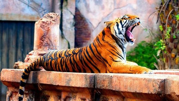 tiger i dyrepark, tigercity.no