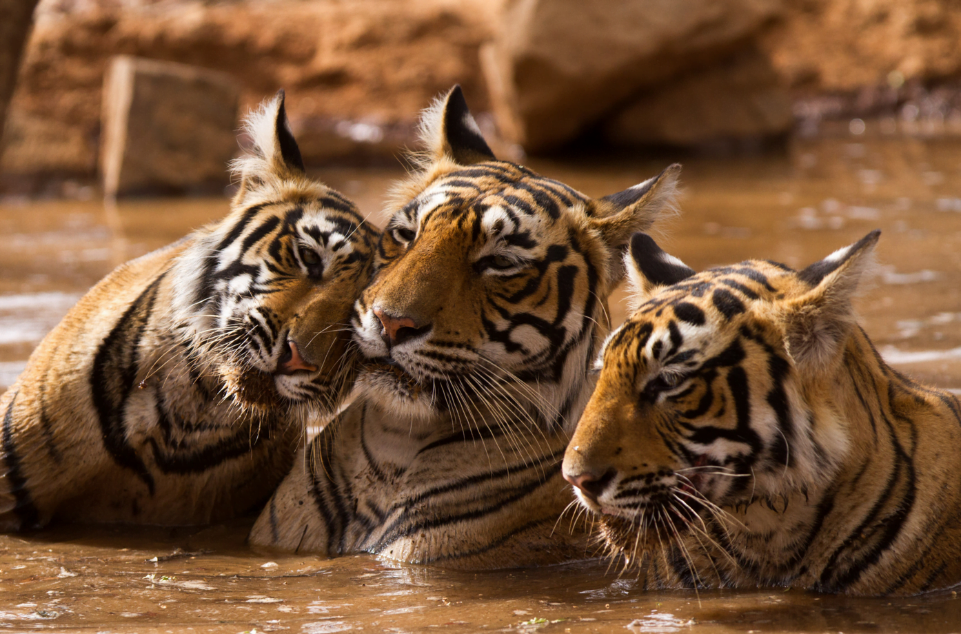 Tre tigere som mest sannsynlig ikke spiser hverandre 