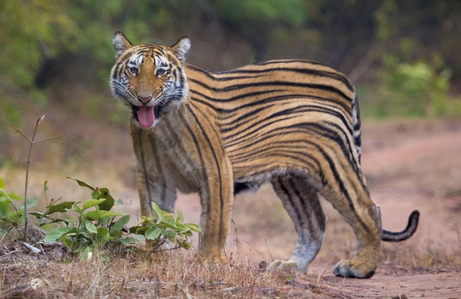 Tiger striper