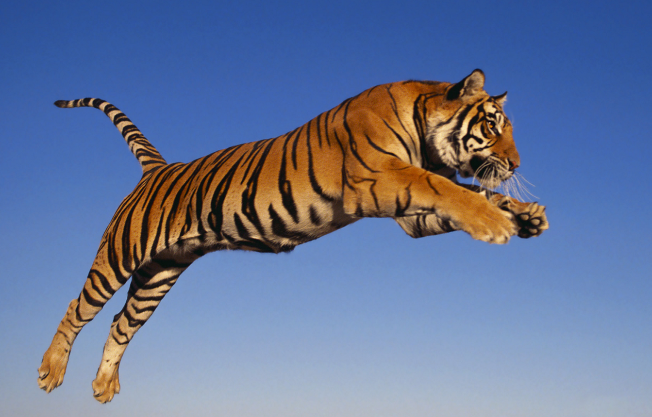 bengatigeren jakter, tigercity.no