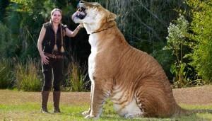 liger størrelseperpektiv