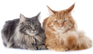 coons ginger and smoke