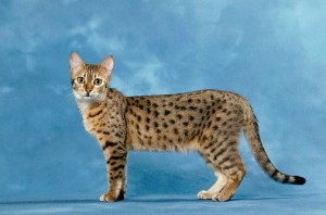 Mau adult