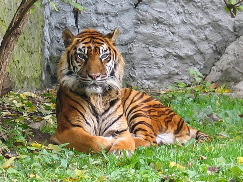 Panthera_tigris_sumatran_subspecies