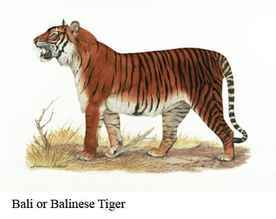 Bali Tiger drawing:WWF/Helmut Diller/WWF