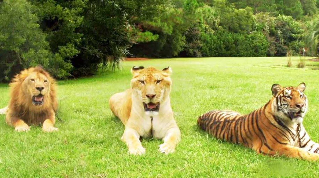 løve tiger og liger