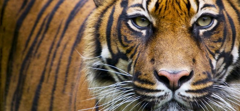 Spillautomater med tiger-tema