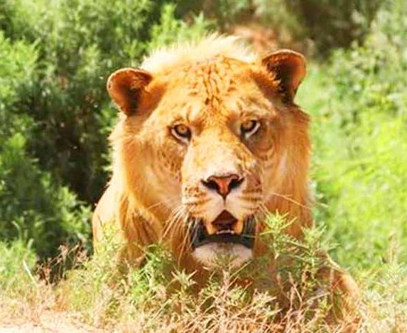liger