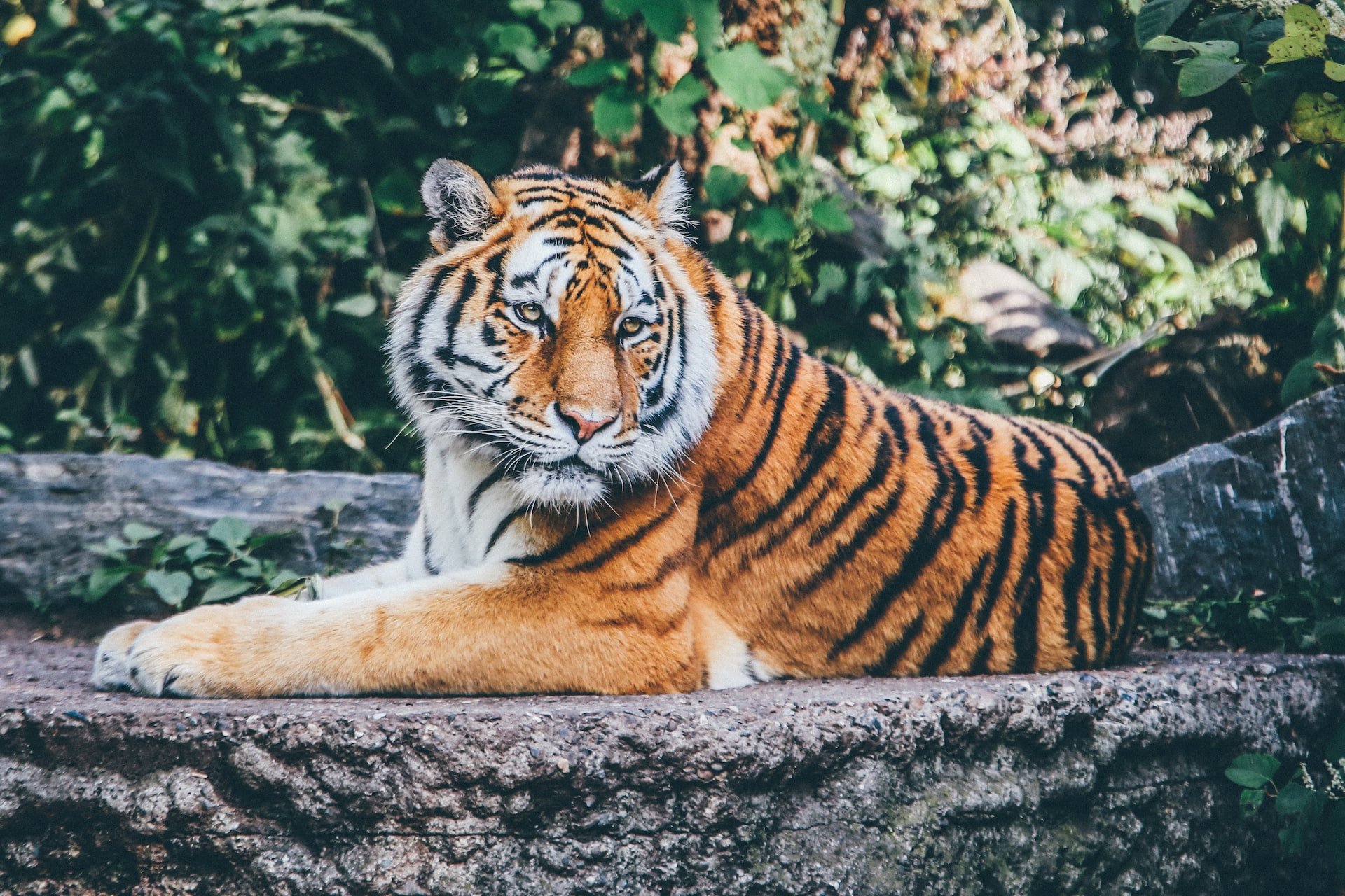 Finn frem din indre tiger rundt spill bordet
