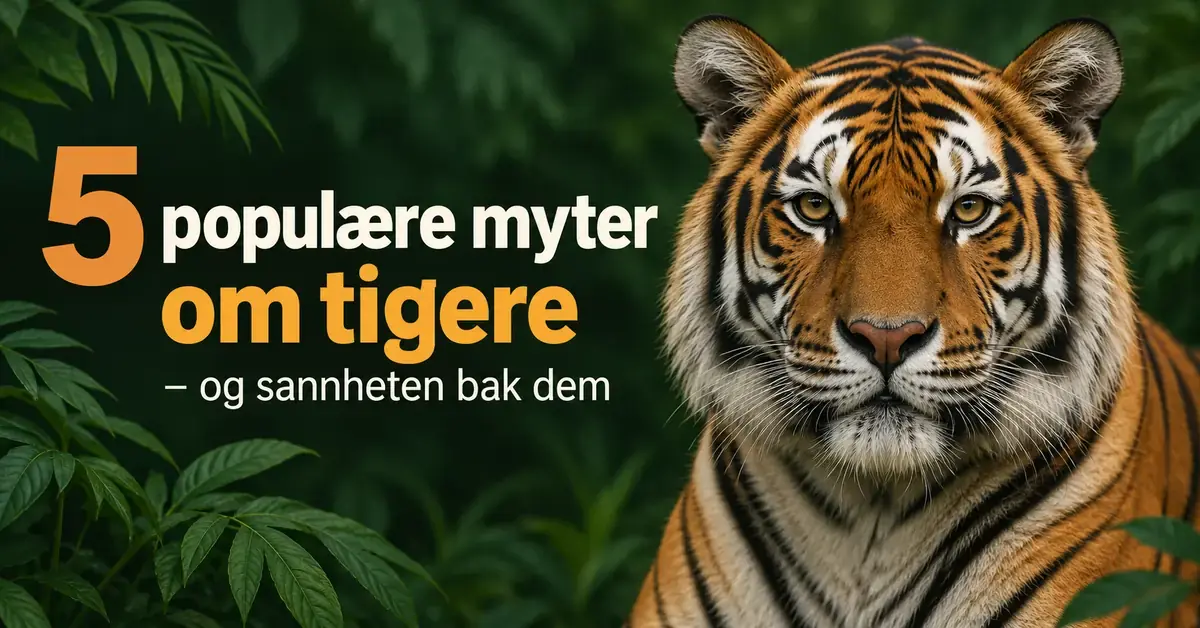 En tiger mot en mørkegrønn bakgrunn med teksten «5 populære myter om tigere – og sannheten bak dem».