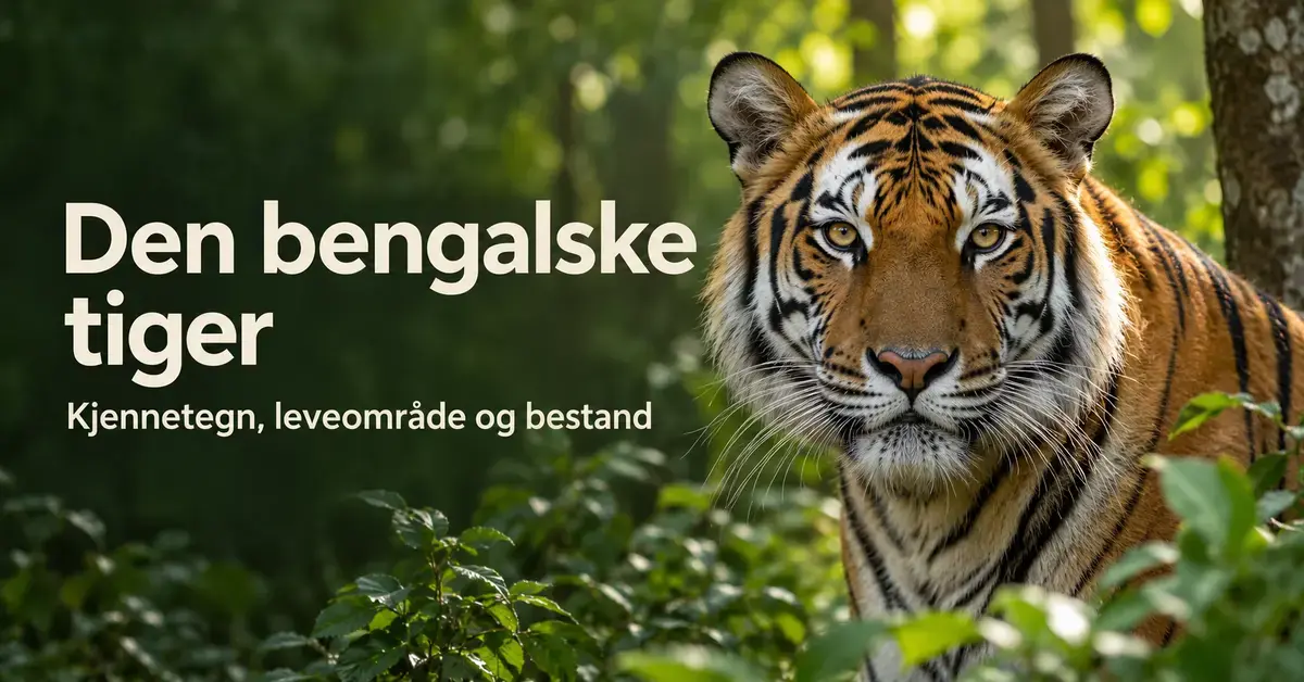 En bengalsk tiger i en grønn skog ved siden av teksten «Den bengalske tiger – Kjennetegn, leveområde og bestand».