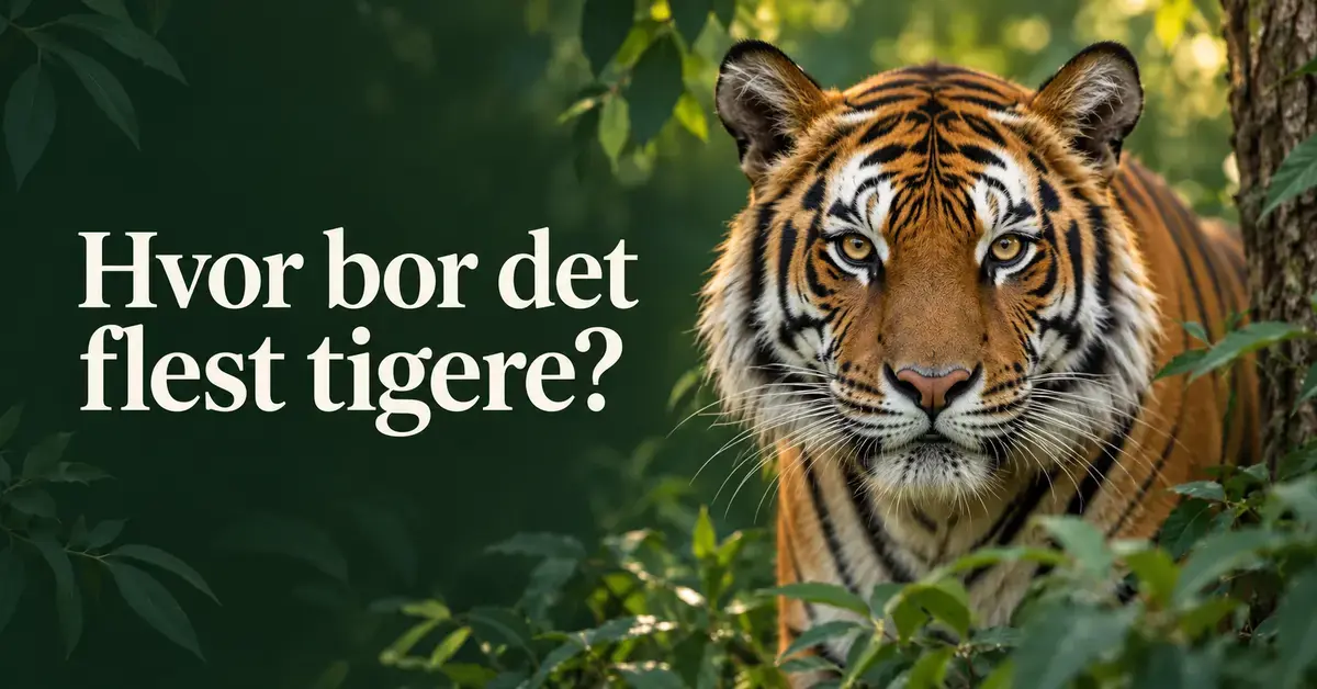 En bengaltiger i frodig, grønn skog ved siden av teksten «Hvor bor det flest tigere?».